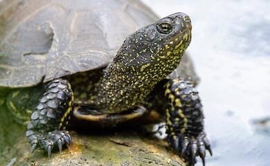 Фото: Oleh Martsun WildlifePhotographer