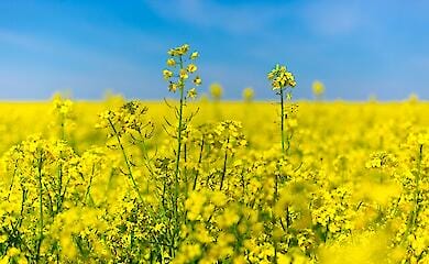 В Украине в этом году значительно увеличились затраты на культивирование рапса