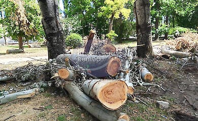 Российские оккупанты в Крыму уничтожили десятки живых зеленых деревьев