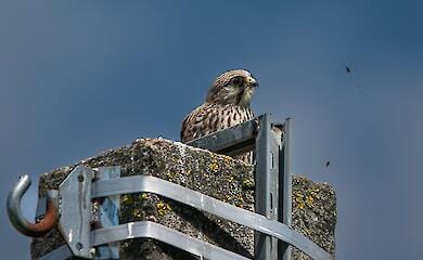 У Броварах помітили рідкісний вид сокола