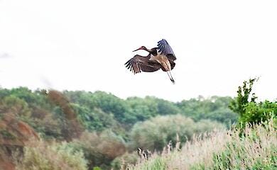 На Київщині помітили червонокнижну чорну лелеку