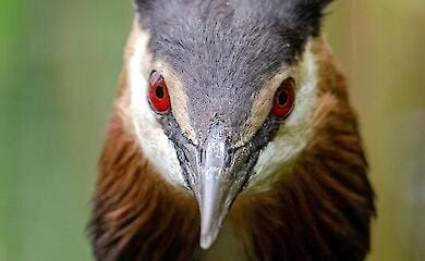 У Києві помітили рідкісного птаха &mdash; велику пірникозу