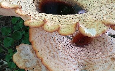 Під Києвом знайшли гігантського гриба &mdash; трутовика лускатого діаметром 50 см