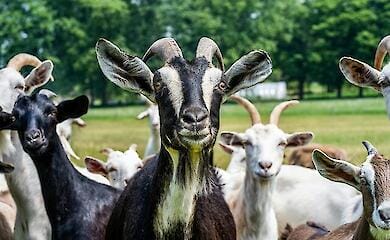 У Нью-Йорку вперше організують змагання цапів зі швидкісного поїдання їжі