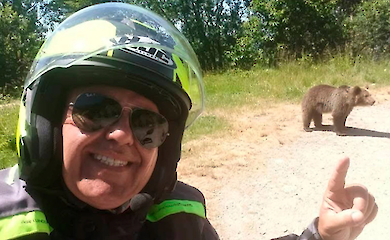 У Румунії туриста атакувала ведмедиця після того, як він сфотографувався з її дитинчатами