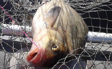 У Київській області браконьєр упіймав риби на 170 тис. гривень у комендантську годину