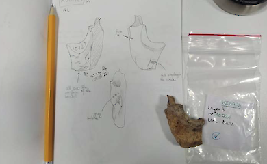 Неандертальцы из разных пещер резали мясо по-разному: ученые обнаружили следы пищевых привычек