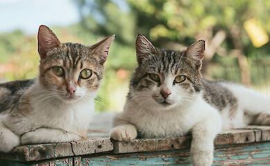На Київщині виявили сказ