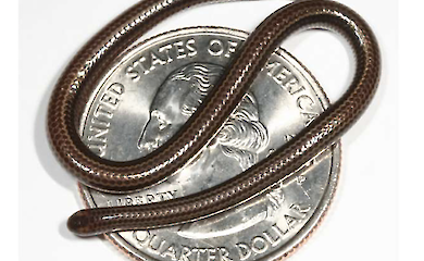 Мікроскопічна змія повернулася: на Барбадосі заново відкрили зниклий вид