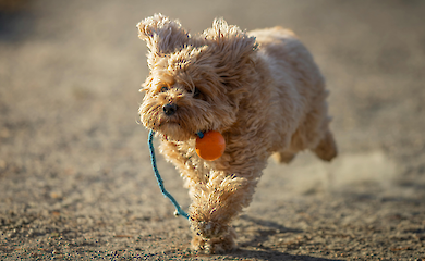 Найневдаліші фрази коли в когось помирає улюбленець - і чим їх замінити
