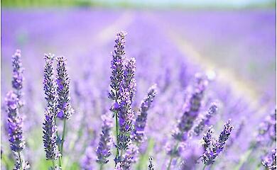 Учені знайшли спосіб зберігати косметику свіжою - лаванда справляється краще за синтетику