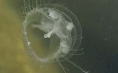 В Дніпрі біля столиці помітили прісноводних медуз