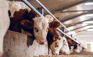 Троє працівників загинули на території молочної ферми