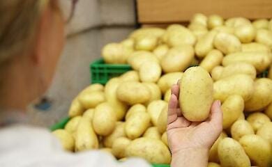 Урожай популярного овоча під загрозою: що буде з цінами на картоплю восени