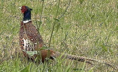 Червонокнижний красень: на Харківщині помітили рідкісного птаха