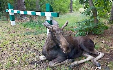 Молодого лося в Києві переслідували бродячі собаки: тварину вдалося врятувати