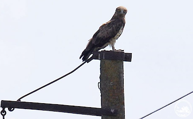 У Чорнобилі зняли на відео птаха, що ковтає змій живцем