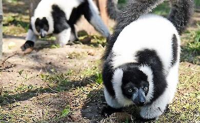 У Київському зоопарку - новосілля: ще одні мешканці переїхали до нового вольєру