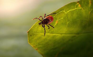 Названы места, где чаще всего можно встретить клещей во дворе