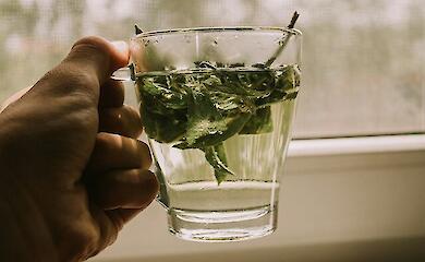 Чай із м'яти: як заварювати і коли його пити 