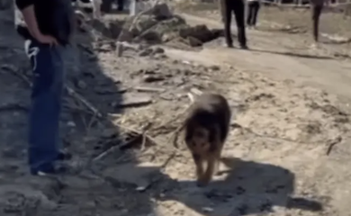 Джессі виє на руїнах будинку в Києві, її господаря вбила ракета