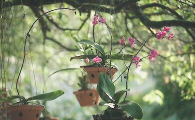 Простой трюк, как заставить орхидею зацвести в сентябре