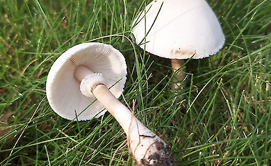 Мешканці Київщини показали дикі печериці: чим вони відрізняються від магазинних