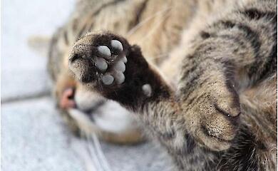 Как удаление когтей разрушает здоровье кошек