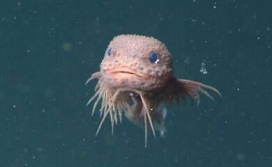 У Тихому океані виявлено невідому науці рожеву бородату рибу