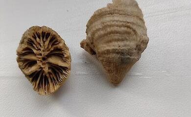 На березі Десни знайшли загадкову скам&rsquo;янілість: думки користувачів розділилися