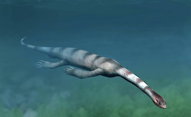 Прикордонники у &laquo;Краківці&raquo; виявили скам&rsquo;янілі рештки істоти віком 200 мільйонів років