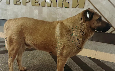 Українці різко обурилися тим, що до столичного метро перестали пускати безпритульного собаку Мішу. Щемлива історія