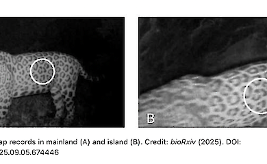 Ягуар в Бразилии устроил рекордный заплыв