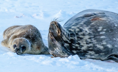 Біля антарктичної станції "Академік Вернадський" народилися два тюлені