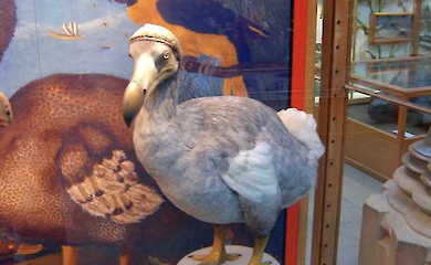 Птица, которая исчезла 300 лет назад, может вернуться