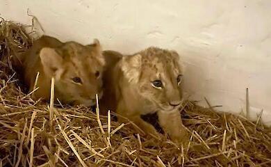 Кількох диких тварин евакуювали з України до Європи. Подробиці