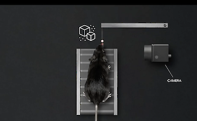 Вчені навчилися "читати думки" мишей