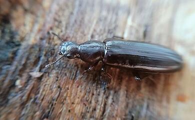 В околицях Чорнобиля виявлено рідкісний вид жуків