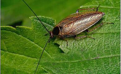 Учёные развеяли миф о выживании тараканов после ядерной катастрофы