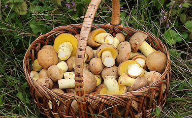 Топ-10 їстівних грибів, які можна збирати в Карпатах