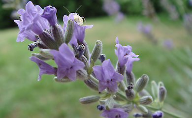Лаванда та її духовна сила: що захищає ароматна рослина