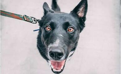 Искусственный интеллект поможет перевести собачий лай на человеческий язык