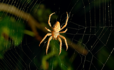 Учёные раскрыли, как пауки видят мир и воспринимают людей