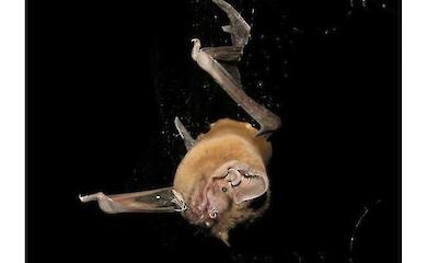 Летучие мыши убивают и поедают птиц на лету