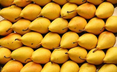 Морози знищили 40% врожаю груші: популярний український фрукт буде в дефіциті