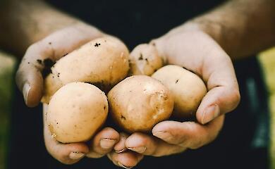 Озвучены новые цены на картофель в Украине