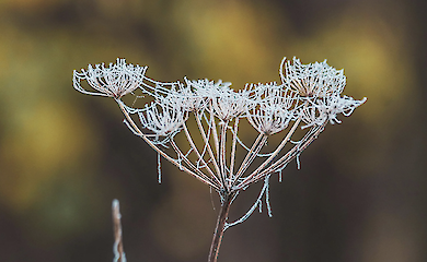 Синоптики попередили про заморозки на більшій частині України