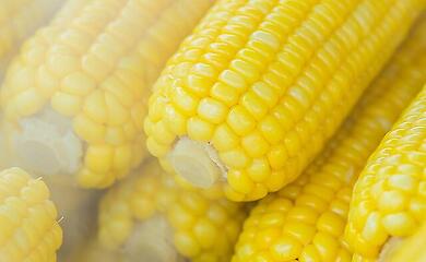 Почему цены на кукурузу снижаются, объяснили эксперты