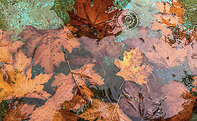 Київ накриє сильний вітер до 20 м/с: синоптики попереджають про небезпеку