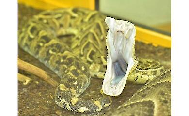 Учёные раскрыли три стиля укуса у ядовитых змей